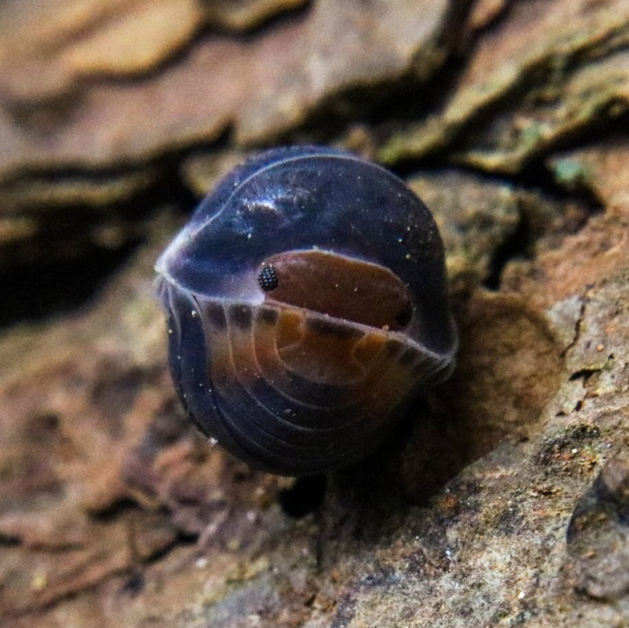 Cubaris sp. "Pak Chong" image 2