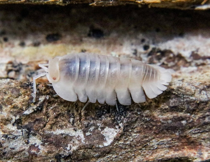 Cubaris sp. "Red Edge White Phase"