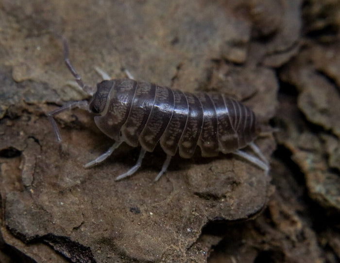 Cylisticus convexus "Curly"