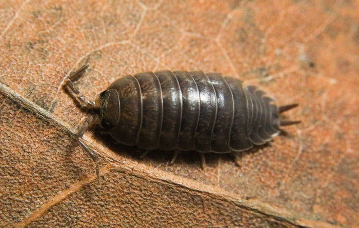 Cylisticus convexus "Curly" image 2