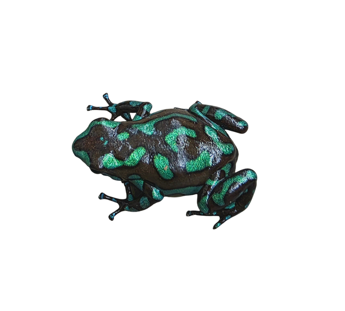 Dendrobates auratus "Camo" Tadpole