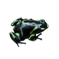 Dendrobates auratus "Capira" Tadpole