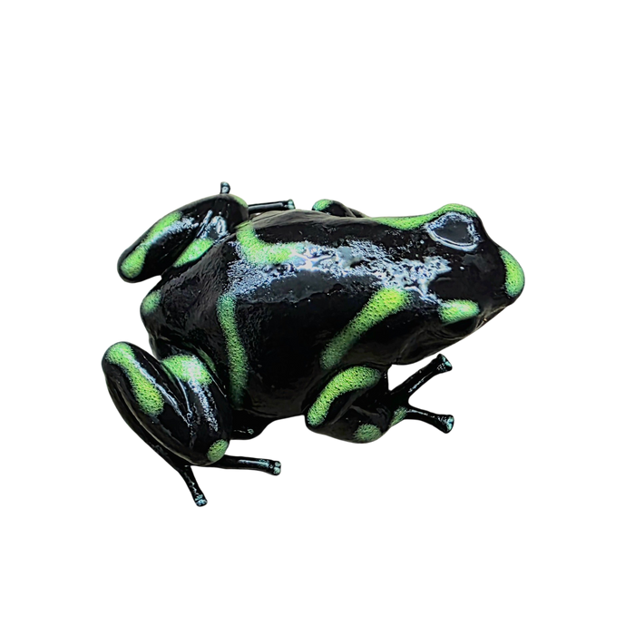 Dendrobates auratus "Capira" Tadpole