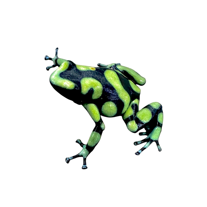 Dendrobates auratus "Capurgana"