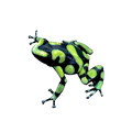 Dendrobates auratus "Capurgana"