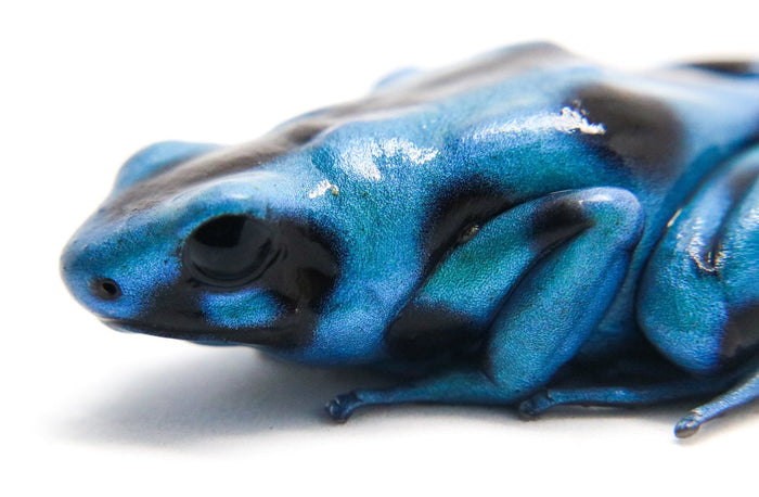 Dendrobates auratus "El Cope" - Tadpole image 3