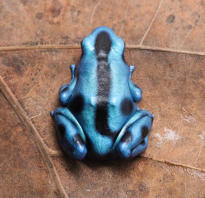 Dendrobates auratus "El Cope" image 2