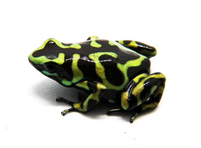 Dendrobates auratus "Hawaiian"