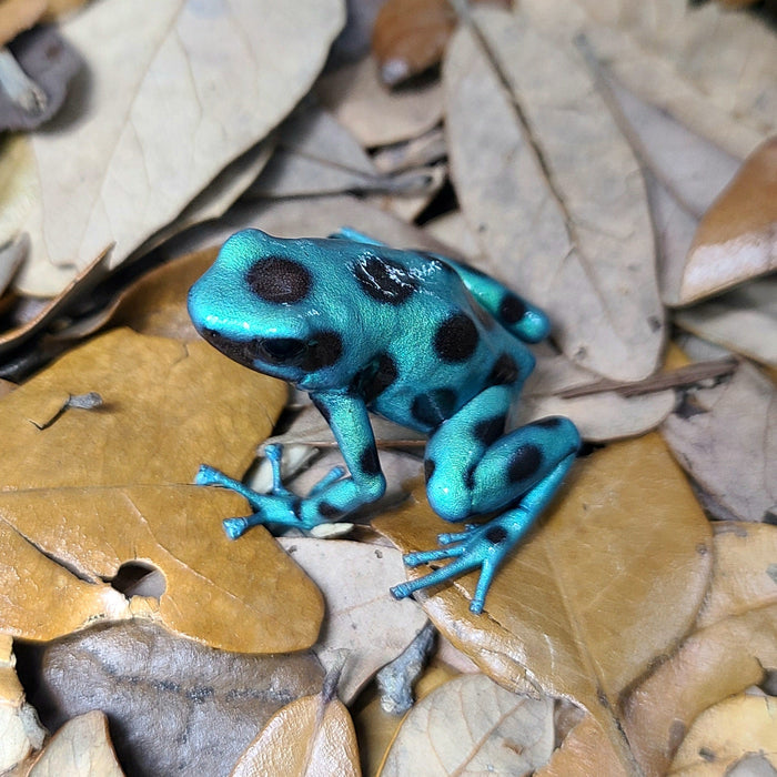 Dendrobates auratus "Microspot" Tadpole