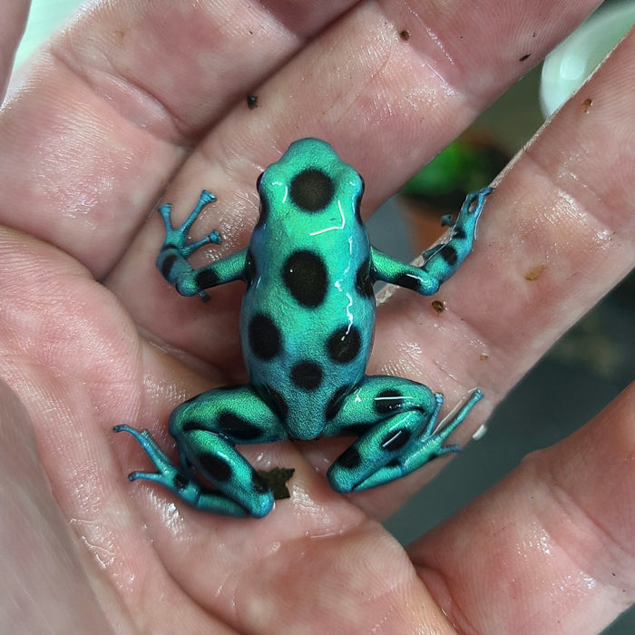 Dendrobates auratus "Microspot" Tadpole image 2