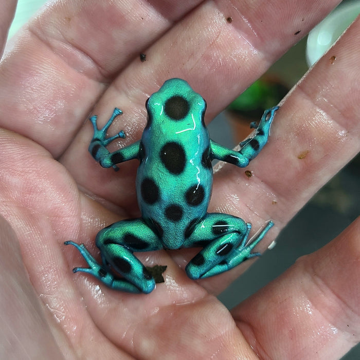 Dendrobates auratus "Microspot" image 2