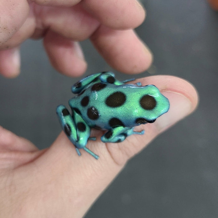 Dendrobates auratus "Microspot" image 4