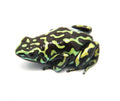 Dendrobates auratus "Reticulated" Tadpole