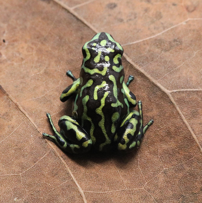 Dendrobates auratus "Reticulated" Tadpole image 2