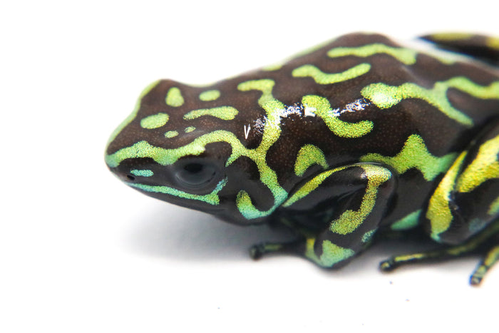 Dendrobates auratus "Reticulated" Tadpole image 3