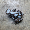 Dendrobates auratus "Rio Cascajal"