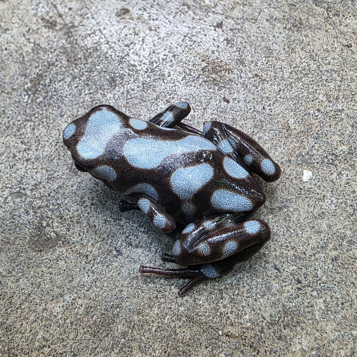 Dendrobates auratus "Rio Cascajal"