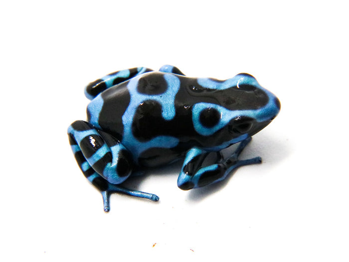 Dendrobates auratus "Super Blue"