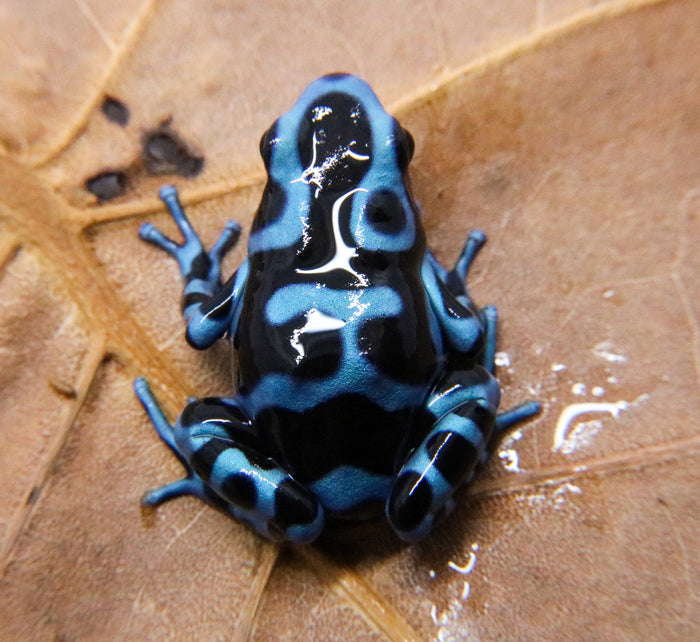 Dendrobates auratus "Super Blue" image 2