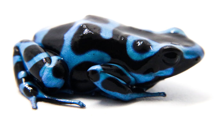 Dendrobates auratus "Super Blue" image 3
