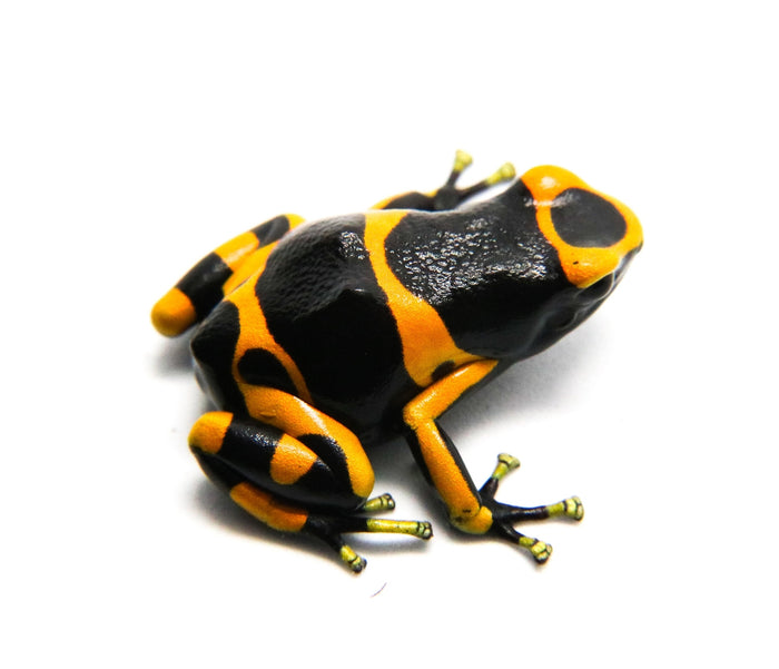 Dendrobates leucomelas "Banded"