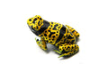 Dendrobates leucomelas "Fine Spot"