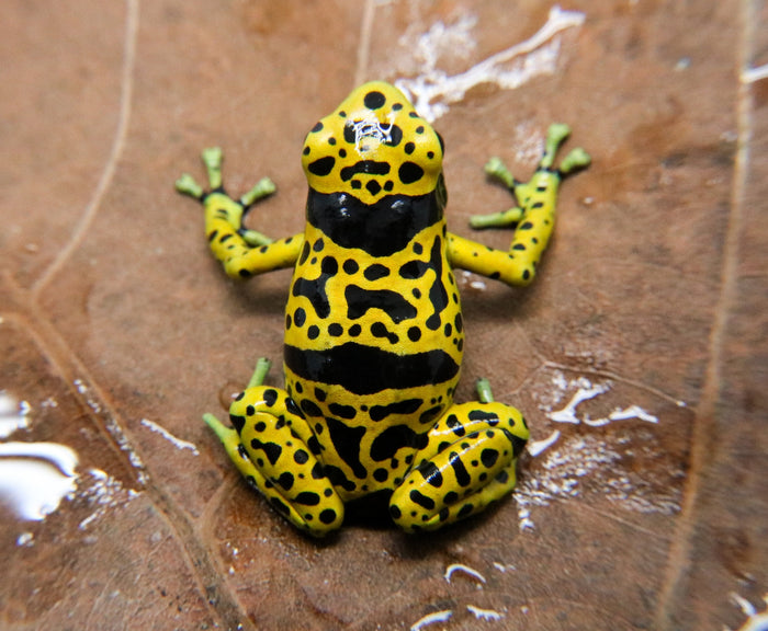Dendrobates leucomelas "Fine Spot" image 2