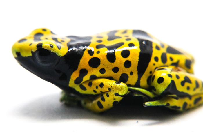 Dendrobates leucomelas "Fine Spot" image 3