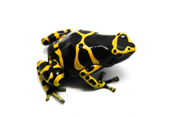 Dendrobates leucomelas "Nominant - Standard"