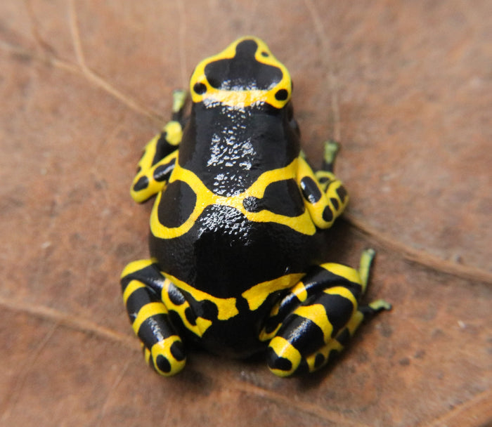 Dendrobates leucomelas "Nominant - Standard" image 2
