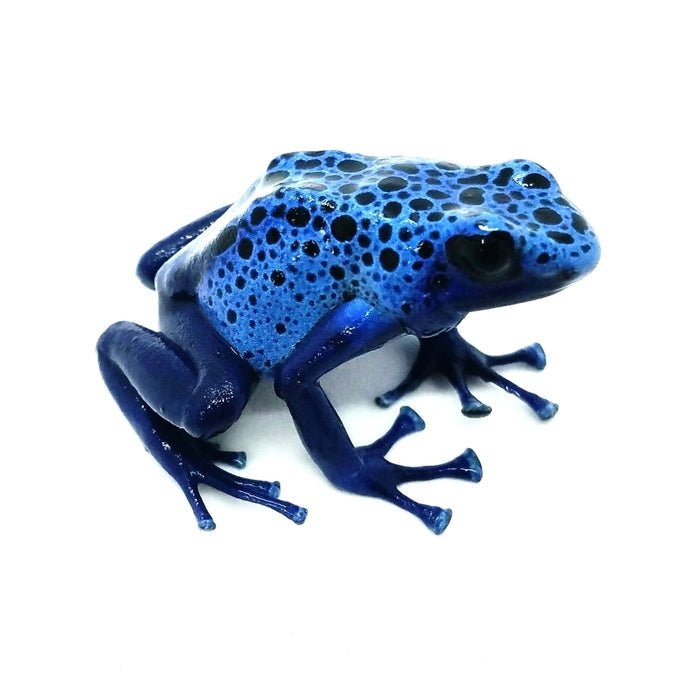Dendrobates tinctorius "Azureus"