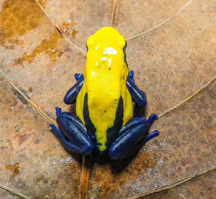 Dendrobates tinctorius "Citronella" Tadpole image 2