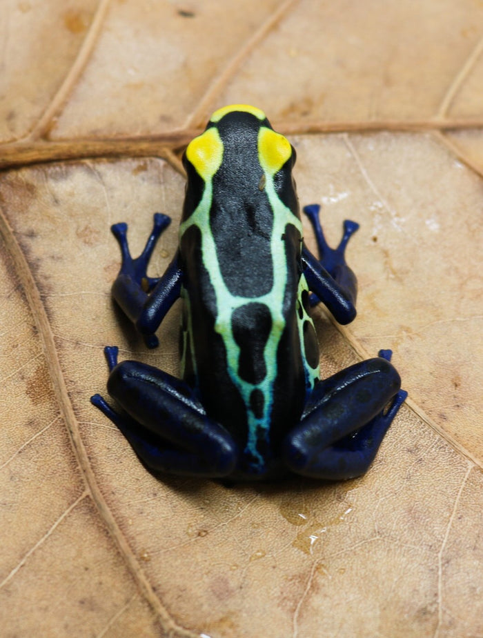 Dendrobates tinctorius "Cobalt" Tadpole image 2