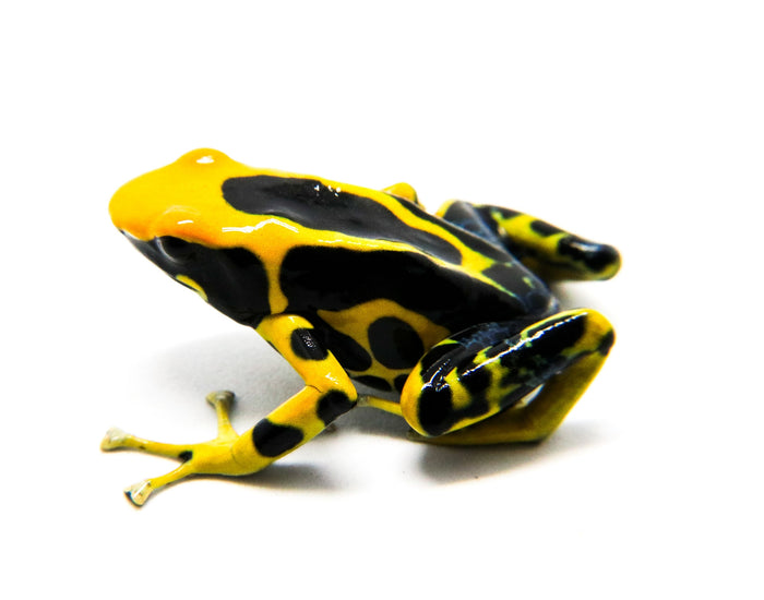 Dendrobates tinctorius "Giant Orange"