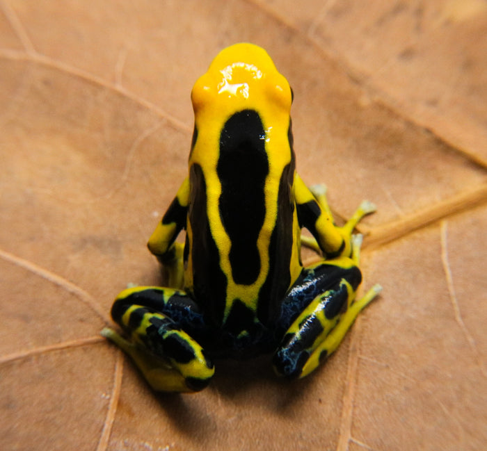 Dendrobates tinctorius "Giant Orange" image 2