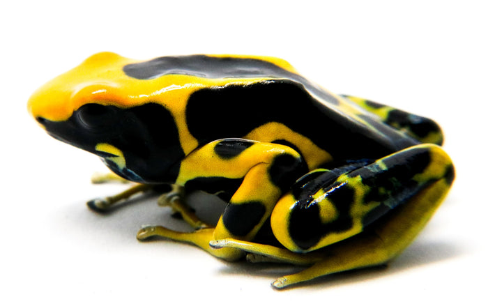 Dendrobates tinctorius "Giant Orange" image 3