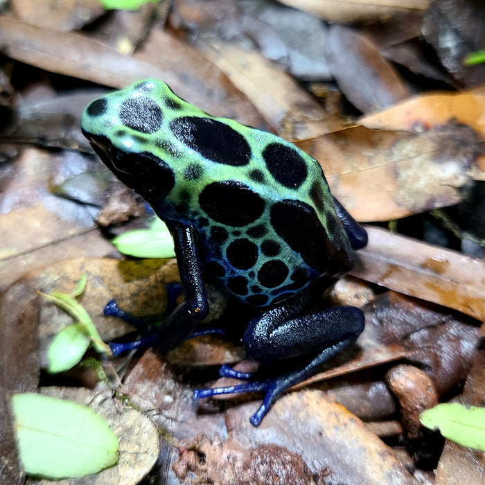 Dendrobates tinctorius "Green Sipaliwini" image 3