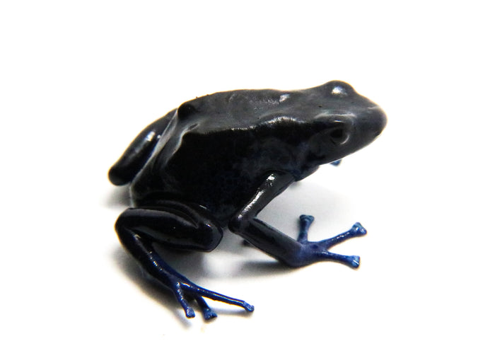 Dendrobates tinctorius "Koetari / Kutari River"
