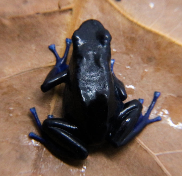 Dendrobates tinctorius "Koetari / Kutari River" image 2