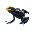 Dendrobates tinctorius "Lorenzo" Tadpole