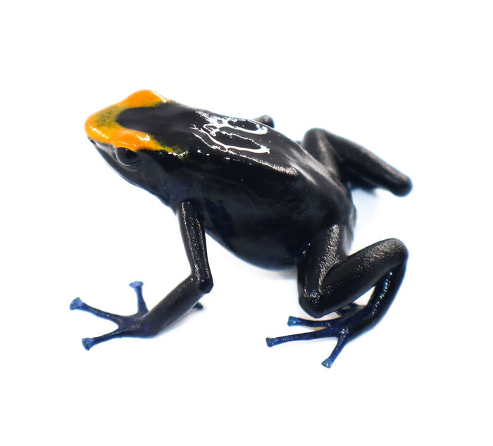 Dendrobates tinctorius "Lorenzo" Tadpole