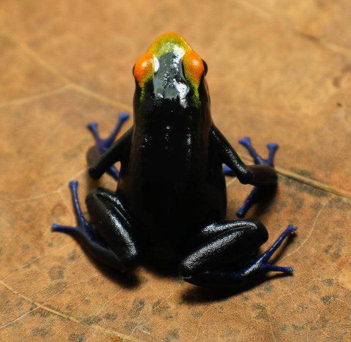 Dendrobates tinctorius "Lorenzo" Tadpole image 2