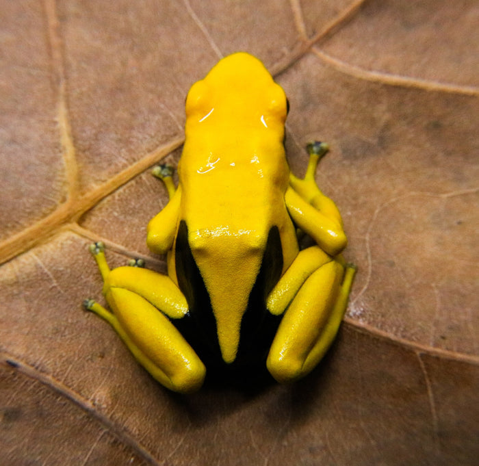 Dendrobates tinctorius "Matecho" image 2