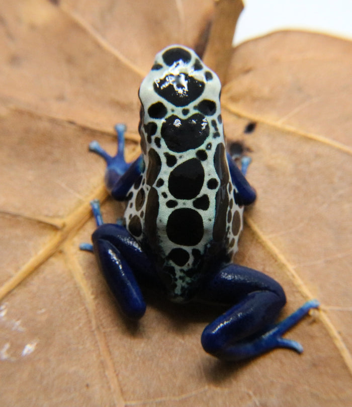 Dendrobates tinctorius "Oyapock" image 2