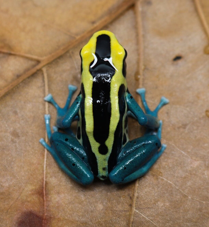 Dendrobates tinctorius "Patricia" - Tadpole image 2