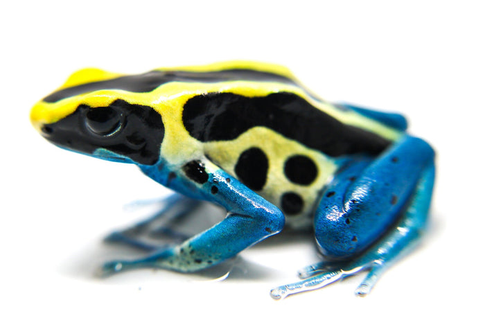 Dendrobates tinctorius "Patricia" - Tadpole image 3