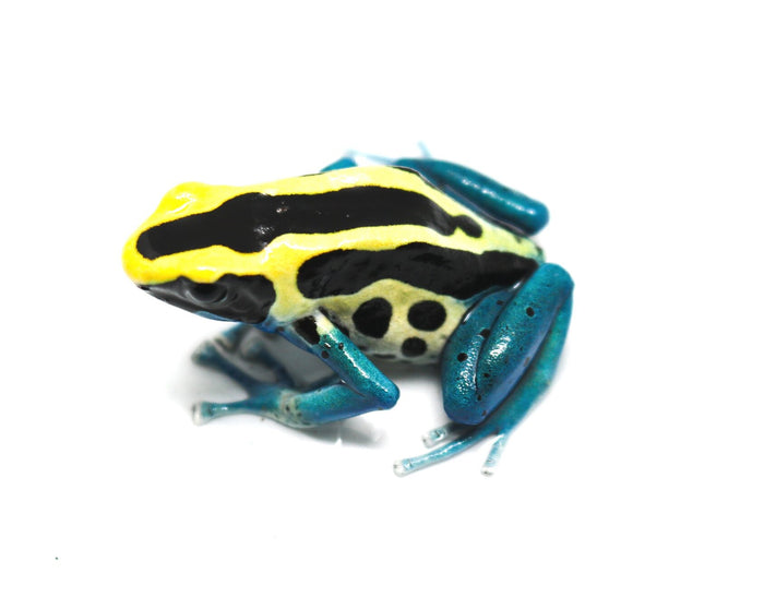 Dendrobates tinctorius "Patricia"