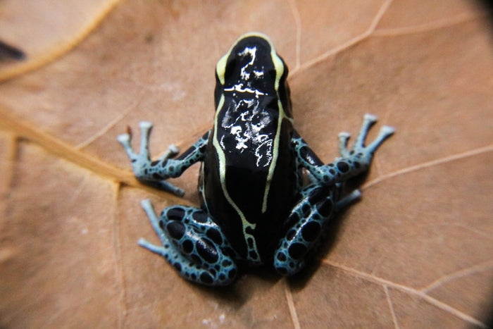 Dendrobates tinctorius "Powder Blue" image 2
