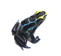 Dendrobates tinctorius "Robertus"