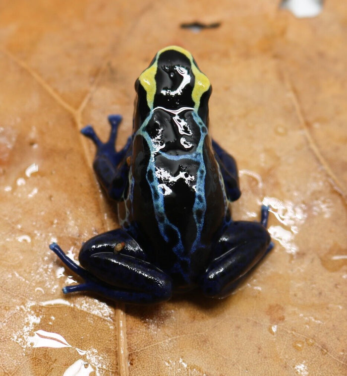 Dendrobates tinctorius "Robertus" image 2